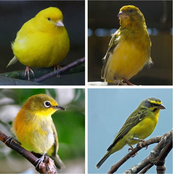 Canary Yellow?